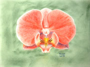 Orchidee rot, Pastell, 40x30cm.