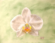 Orchidee weiß, Pastell, 36x26cm. 