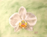Orchidee weiß, Pastell, 36x26cm. 