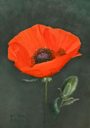 Mohnblume, Öl auf Holz, 35x26 cm.