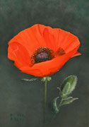 Mohnblume, Öl auf Holz, 35x26 cm.