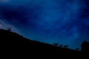 Photo: LG