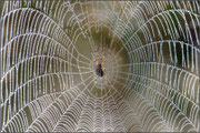Photo:A Tomasi