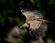 Photo:L Gaetan
