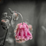 Photo: D Parigot