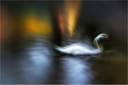 Photo: R Avard