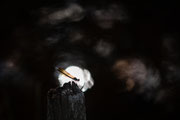 Photo: C Roy