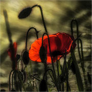 Photo: R Avard
