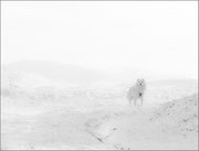 Le mois du blanc Photo: AM Houriez