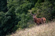 Photo: C  Delrieu     Le cerf 