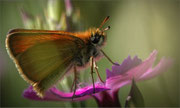 Photo: AM Houriez