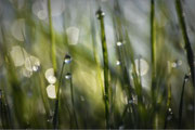 Photo: AM Houriez