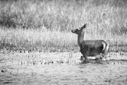 Photo: C  Delrieu   La biche  