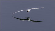 Photo: A Tomasi