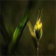Photo: R Avard