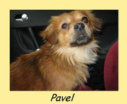 PAVEL