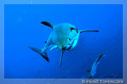 Unterwasserfotos Meer, Unterwasserfotos Fische, Unterwasserfotos von Heinz Toperczer
