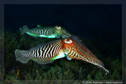 Unterwasserfotos Meer, Unterwasserfotos Fische, Unterwasserfotos von Heinz Toperczer