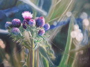 Distel, Pastel, 50x70cm, 2014, Private Collection