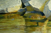 Steine im Wasser II, Pastel on Pastelcard, 40x60cm, 2011