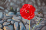 Red Poppy, Pastel on Pastelmat, 40x60cm, 2013