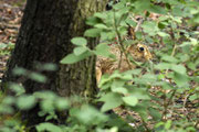 Hase versteckt Foto: Leo Wyden