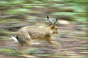 Hase auf der Flucht Foto: Leo Wyden