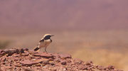 Un autre oiseaux du désert, le traquet du désert.