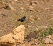 Un oiseau du désert, le traquet rieur, près d'une touffe d'asphodèles