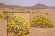 une belle gerbe en fleurs, Anvillea radiata