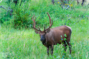 Elk - Rocky Mountain National Park - 2016