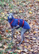 Windspielmädchen Bella - Windhundpullover mit Snood in Blau