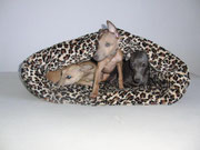 Snap dog's Jarina,Wisla von Abakan & Anabela Brai Chmelnicki in ihrer neuen Kuschelhöhle im Leoparden - Design