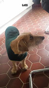 Lotti - Hundepullover Polarfleece Tanne