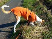 Flora - Windhundpullover mit Snood in der Farbe Orange