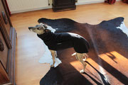 Luna - Windhundpullover mit Snood (Fleece Schwarz)