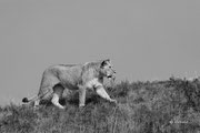 Roaming