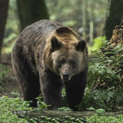 Brown bear