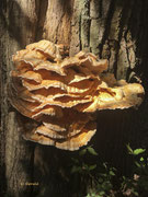 Sulfur mushroom, zwavel zwam