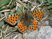Issoria lathonia (Kleiner Perlmuttfalter, Weibchen) / NYMPHALIDAE/Heliconiinae (Edelfalter)