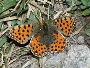 Issoria lathonia (Kleiner Perlmuttfalter, Weibchen) / NYMPHALIDAE/Heliconiinae (Edelfalter)