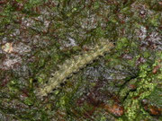 Atolmis rubricollis (Rothals-Flechtenbär) / CH BE Hasliberg 1240 m, 15. 09. 2013