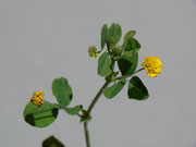 Medicago lupulina (Hopfenklee) / Fabaceae