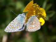 Polyommatus icarus (Hauhechelbläuling, Paarung) / CH BE Hasliberg 1050 m, 12. 05. 2008