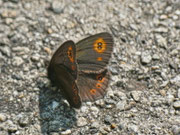 Erebia medusa (Rundaugen-Mohrenfalter) / CH TI Onsernonetal (Schweizerseite) 1100 m, 25. 06. 2013