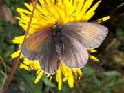Erebia tyndarus (Schillernder Mohrenfalter, Weibchen) / CH VS Turtmanntal 2358 m, 27. 08. 2009