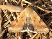 Heliothis peltigera (Bilsenkrauteule)