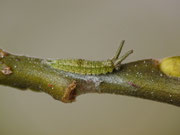 Apatura iris (Grosser Schillerfalter) / CH BE Hasliberg 1060 m, 17. 11. 2016 an Salix caprea