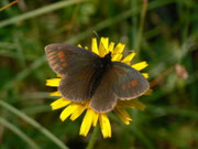 Erebia manto (Gelbgefleckter Mohrenfalter) / CH OW Kerns Ächerlipass Eggi 1540 m, 18. 08. 2014