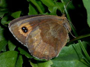 Erebia aethiops (Graubindiger Mohrenfalter, Weibchen) / CH BE Hasliberg 1050 m, 29. 07. 2007